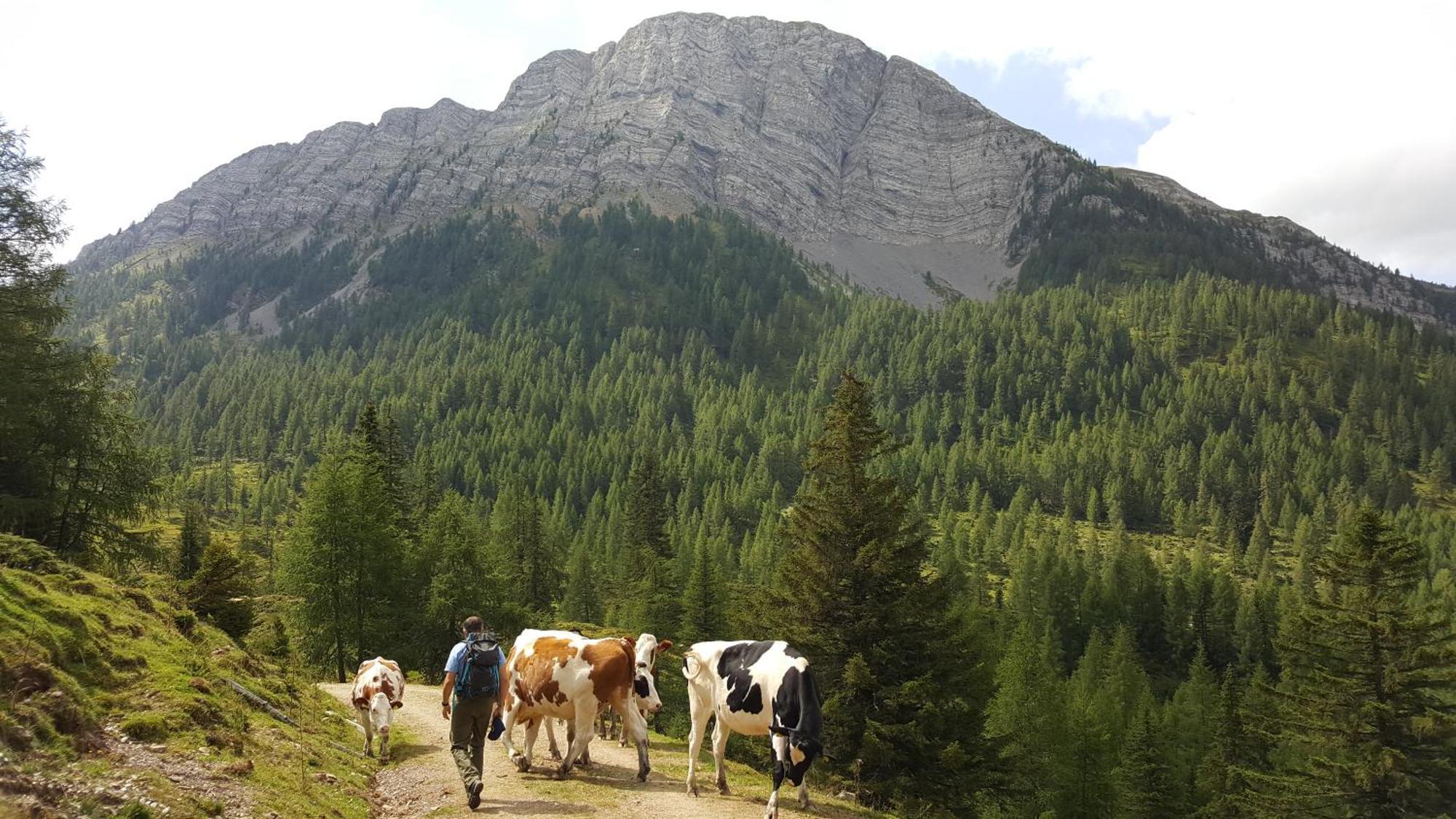 Gasthof Pension Perauer Lieserhofen Exteriér fotografie